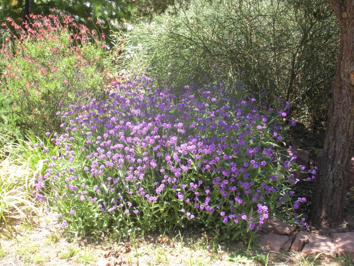 Alma De Sedona Inn B&B Dış mekan fotoğraf